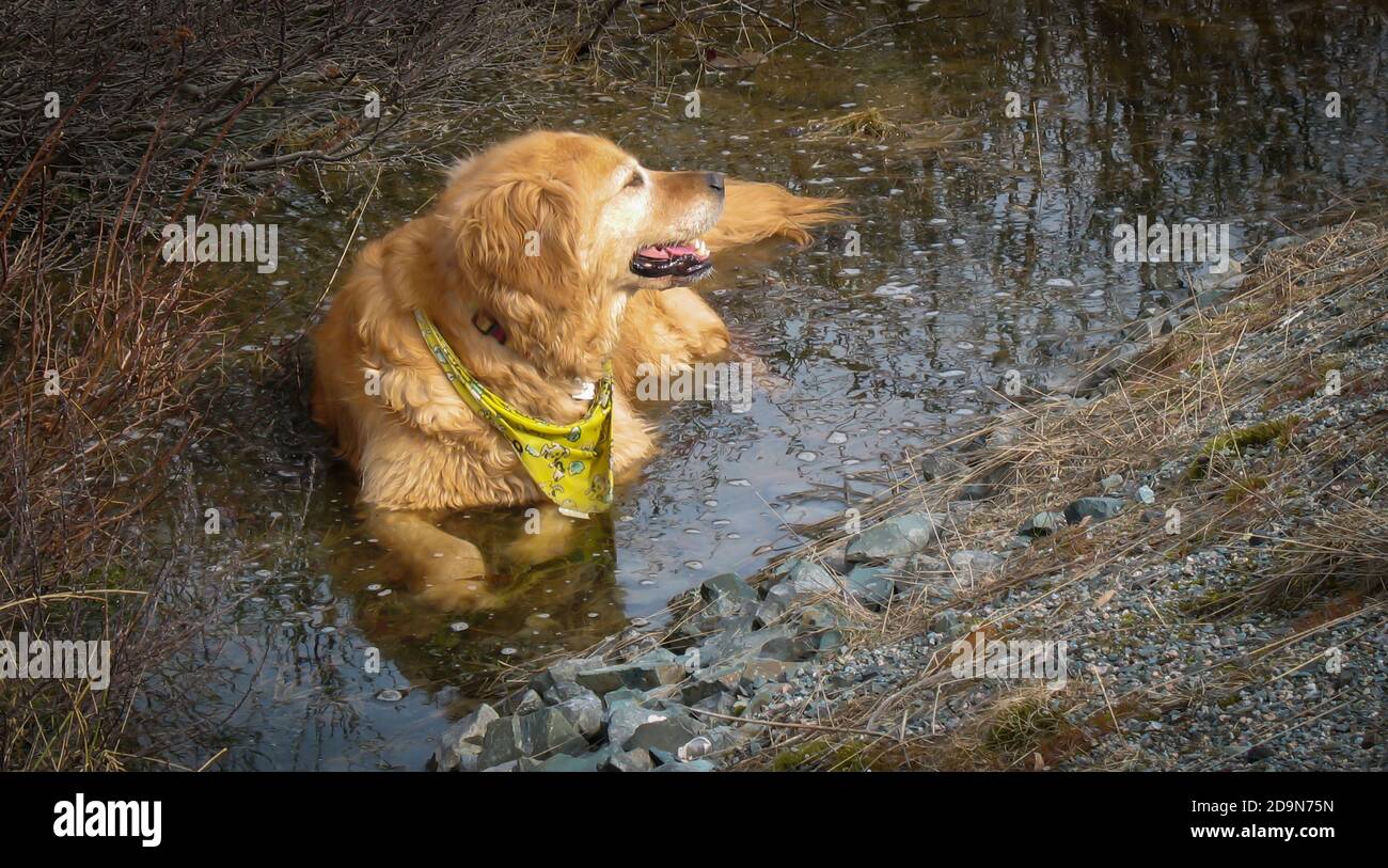 TallantImages Dog, Dogs Casey Witless Bay Stock Photo - Alamy - Dogs Casey...