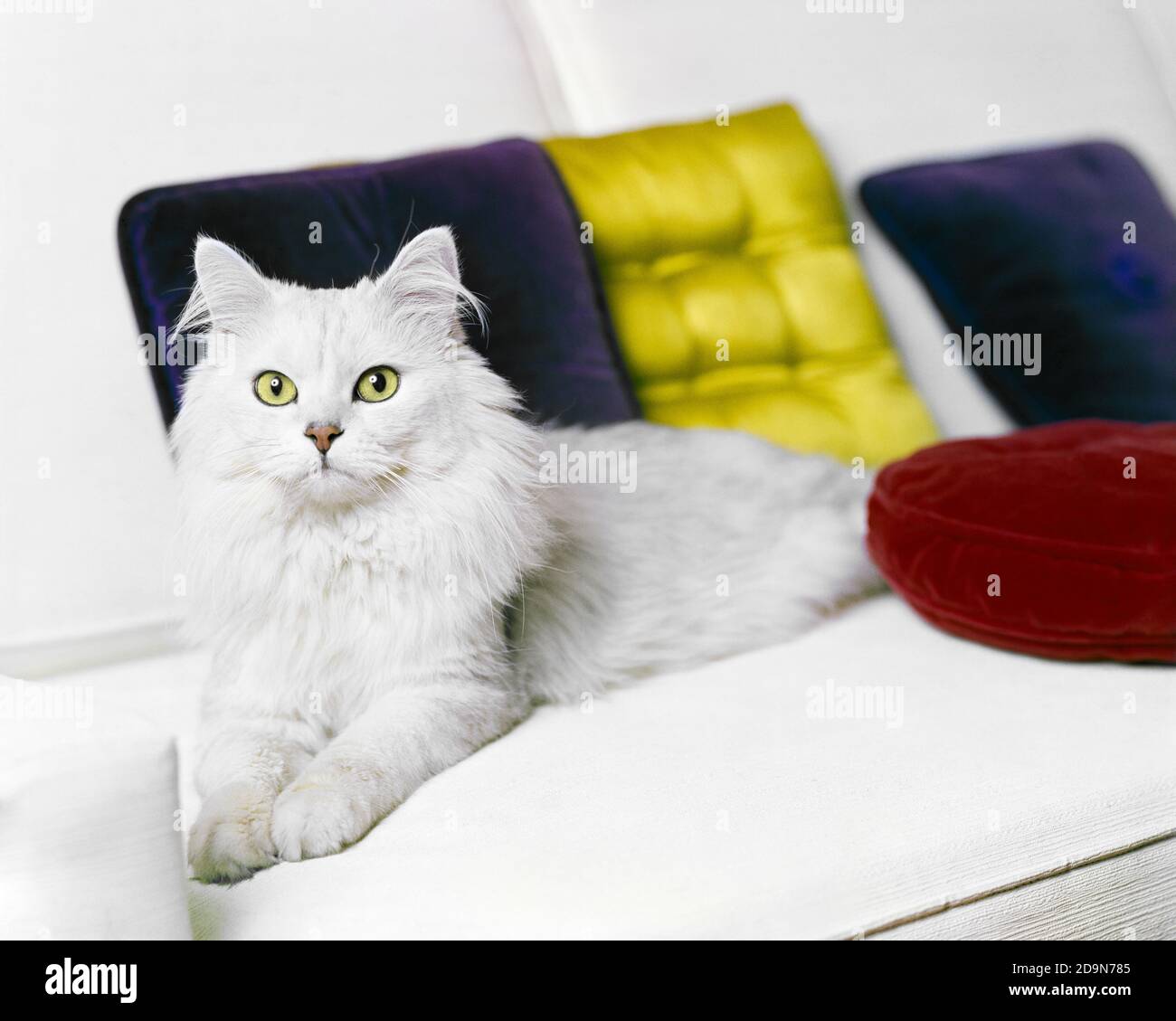 1960s DOMESTIC LONG HAIR WHITE CAT LYING ON WHITE COUCH RED AND YELLOW PILLOWS LOOKING AT CAMERA PAMPERED PET  - kc5186 DUC001 HARS PRINCESS Stock Photo