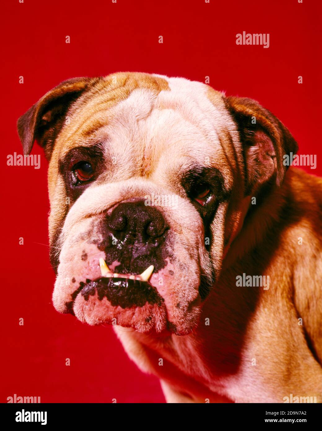 1980s 1990s FUNNY ENGLISH BULLDOG LOOKING AT CAMERA TWO BOTTOM FRONT TEETH STICKING OUT - kd2875 PHT001 HARS POOCH COMEDY ENGLISH BULLDOG CANINE MAMMAL MISERABLE TOUGH OLD FASHIONED Stock Photo