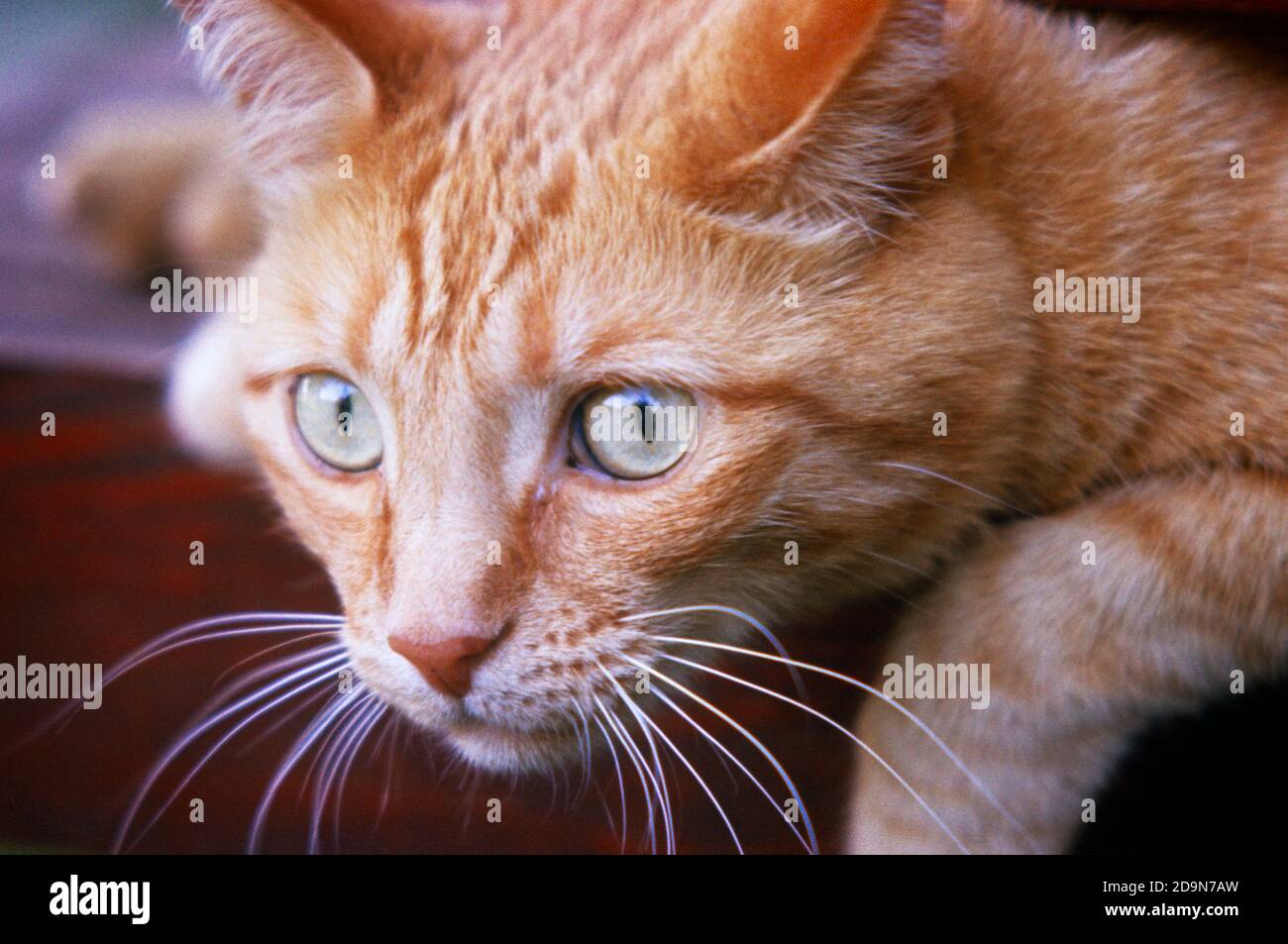 1970s FACE OF DOMESTIC ORANGE TABBY CAT WITH DISTINCTIVE M SHAPED MARKING ON FOREHEAD PINK NOSE WHISKERS EYES FIXED ON ALERT - kc8201 GER002 HARS INTENT M MARKING OLD FASHIONED Stock Photo