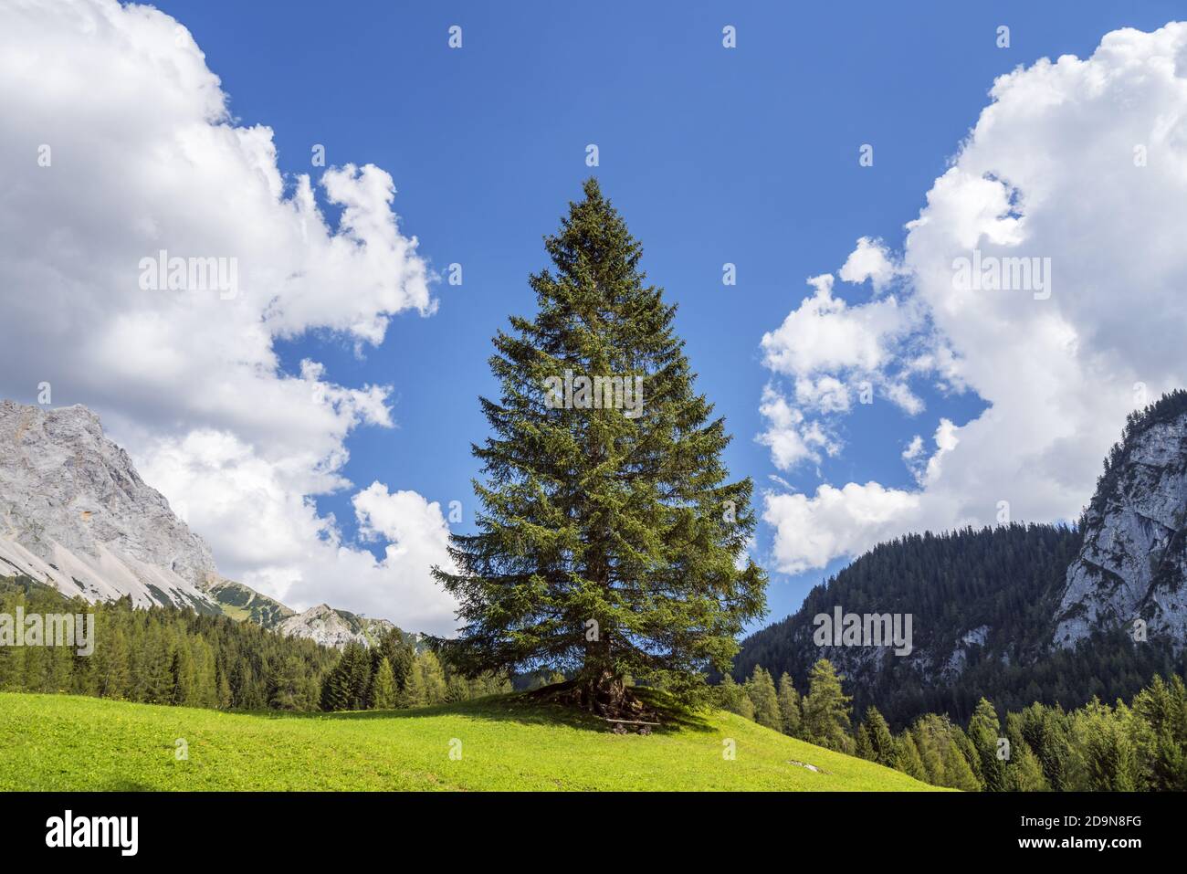 Spruce at the Ehrwalder Alm in front of the Zugspitze (2,962 m) in the Wetterstein Mountains, Ehrwald, Tyrol, Austria Stock Photo