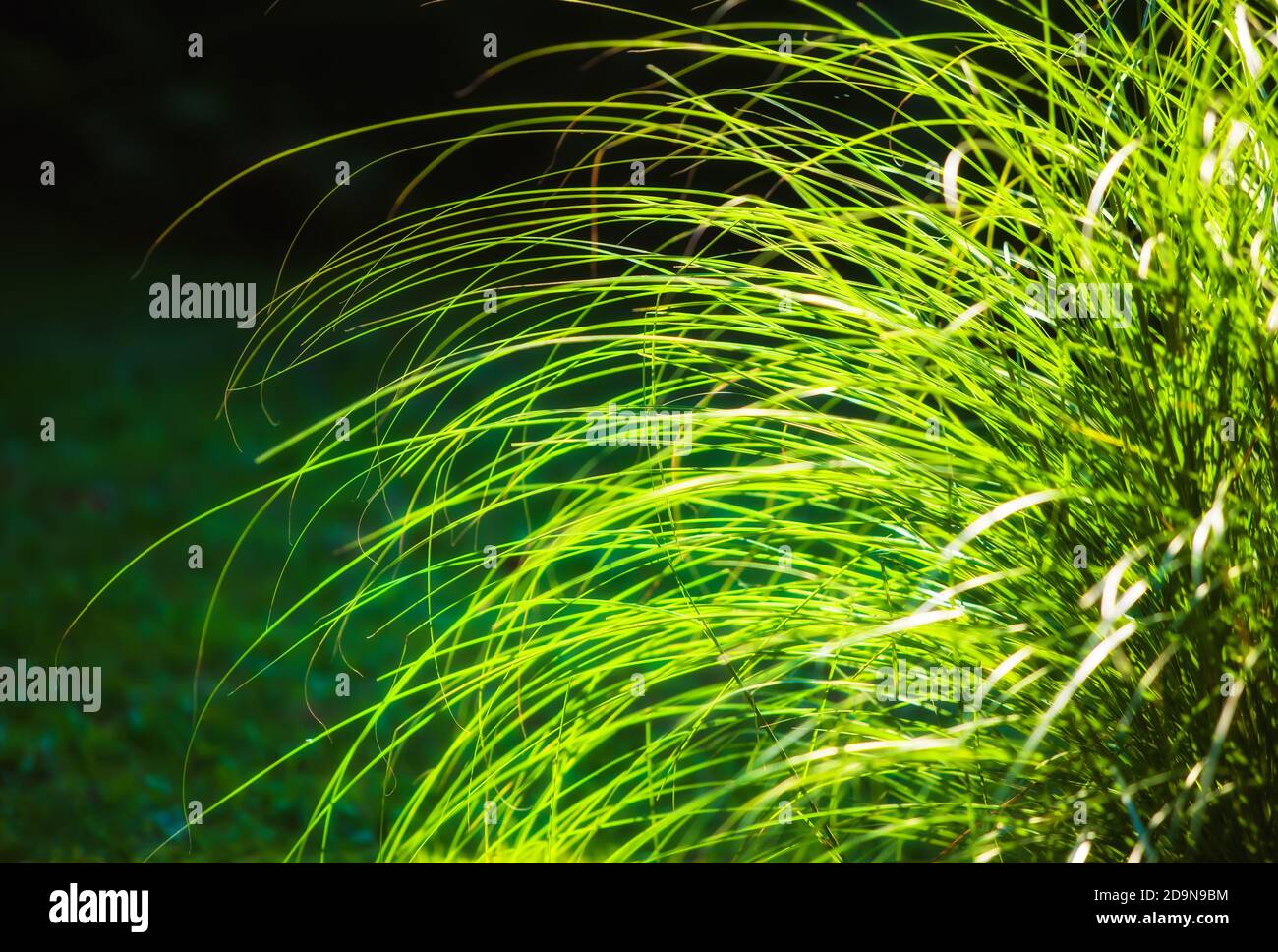 Soft nature background. Long leaves of grass illuminated by sun Stock