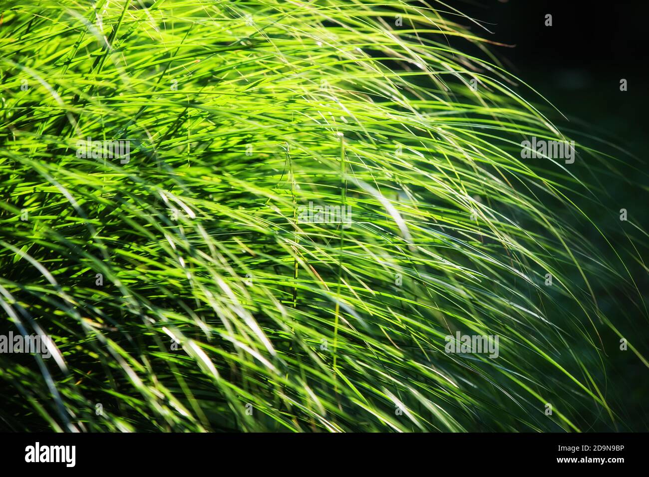 Soft nature background. Long leaves of grass illuminated by sun Stock