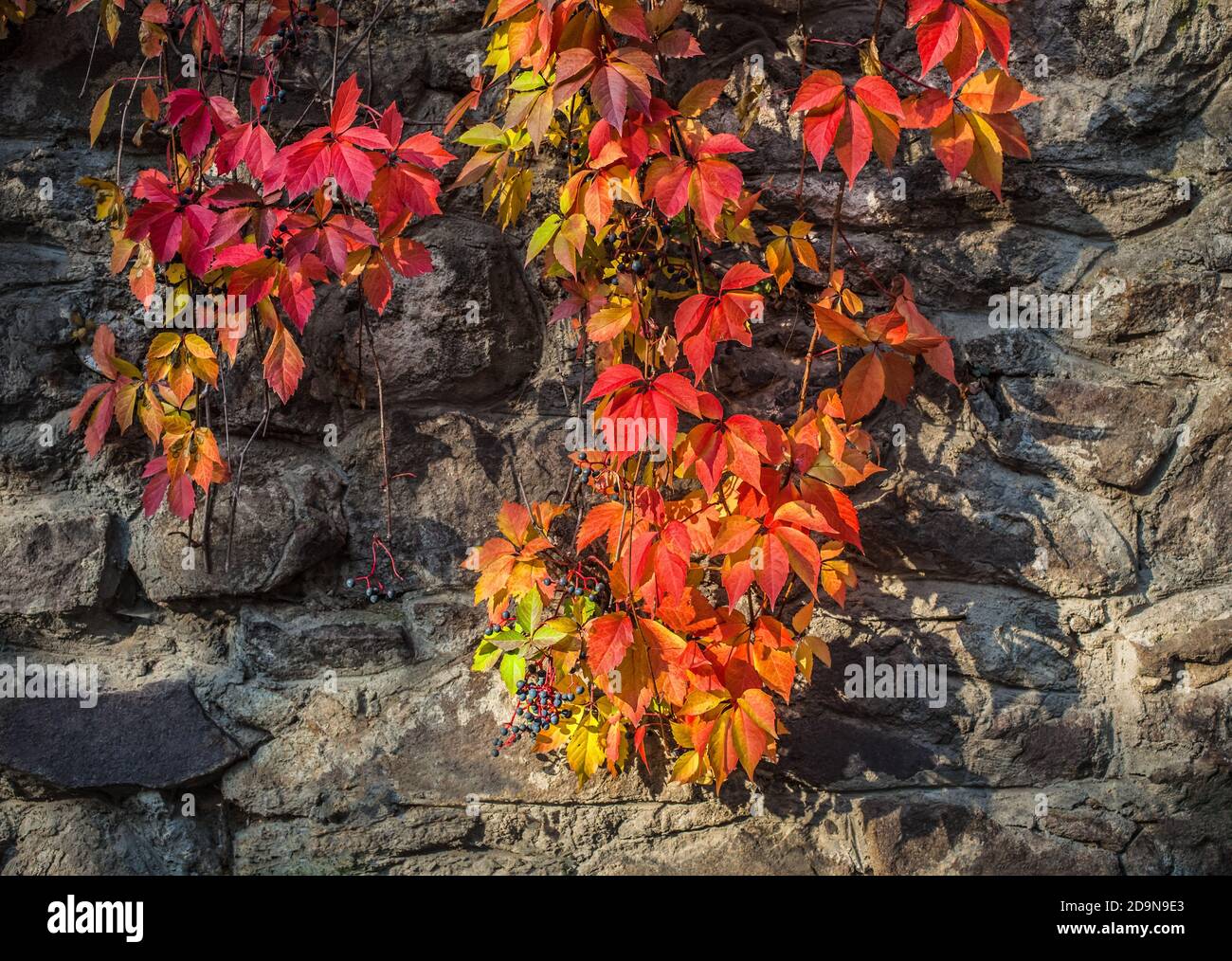 autumn background of wild grapes Stock Photo