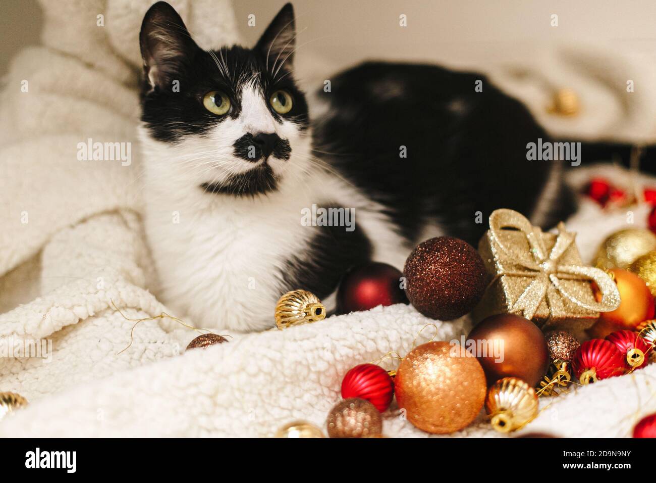 Happy Holidays!Adorable cat sitting under christmas tree with red and