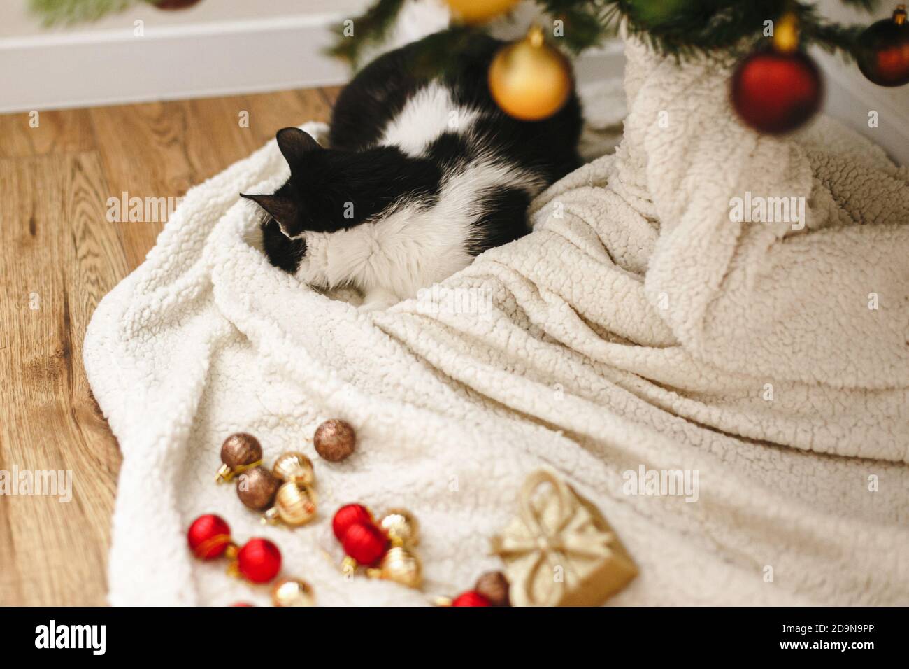 Adorable cat sleeping under christmas tree with red and gold baubles on