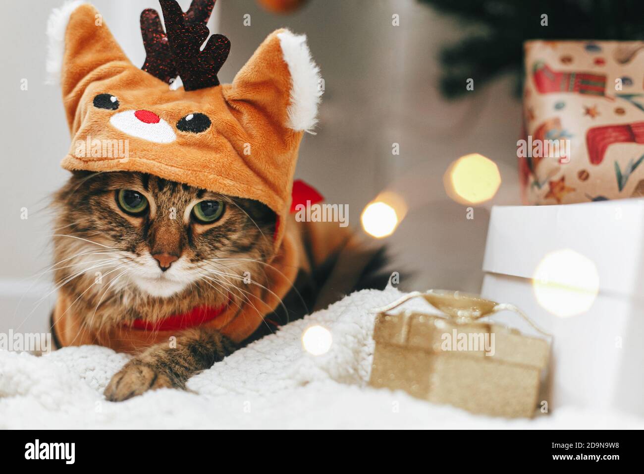 Sweet tabby cat in cute reindeer costume sitting at stylish gift boxes