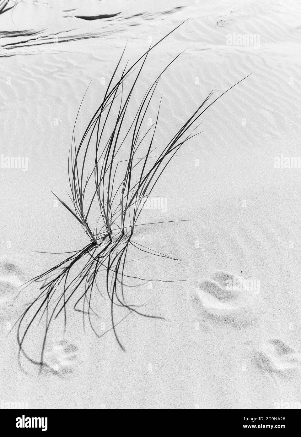 Grass and animal tracks on a sandy beach Stock Photo