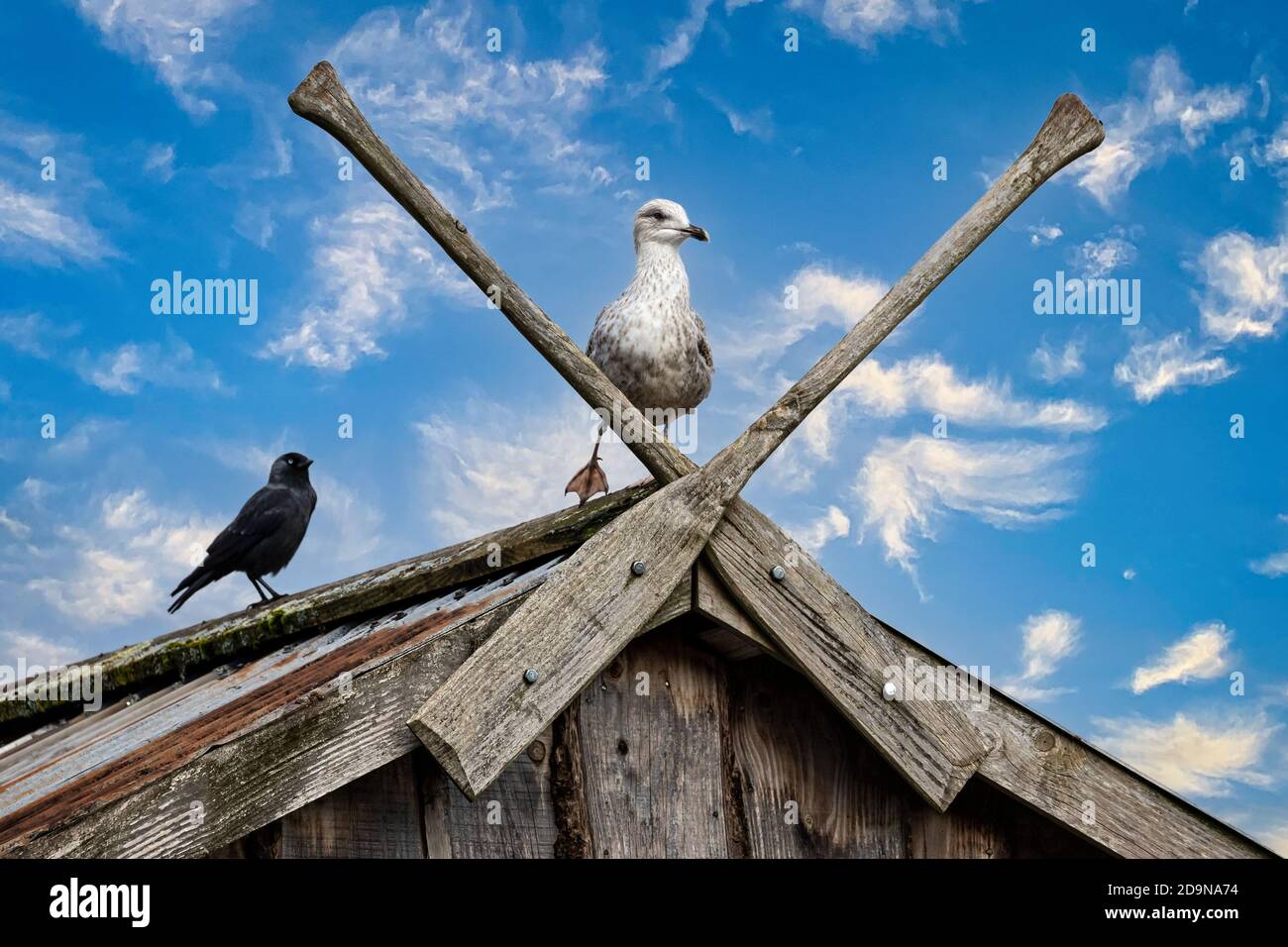 Seagull perched on roof between two wooden crossed oars against blue sky Stock Photo