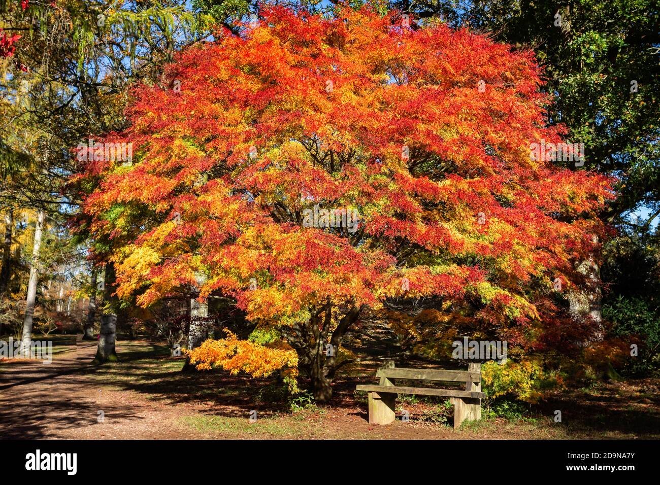 Large maple tree hires stock photography and images Alamy