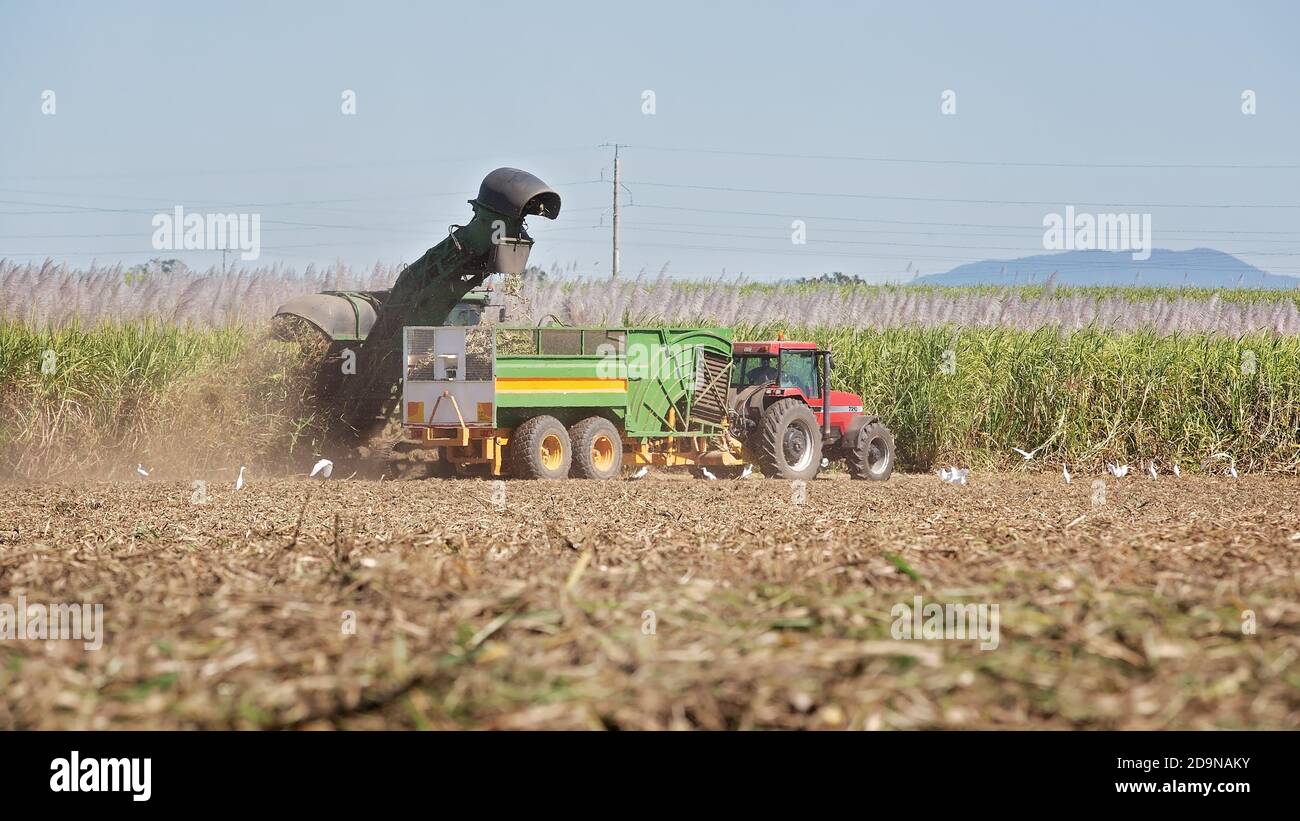 MACKAY, QUEENSLAND, AUSTRALIA - JUNE 2019: Mechanical harvesting of a ...