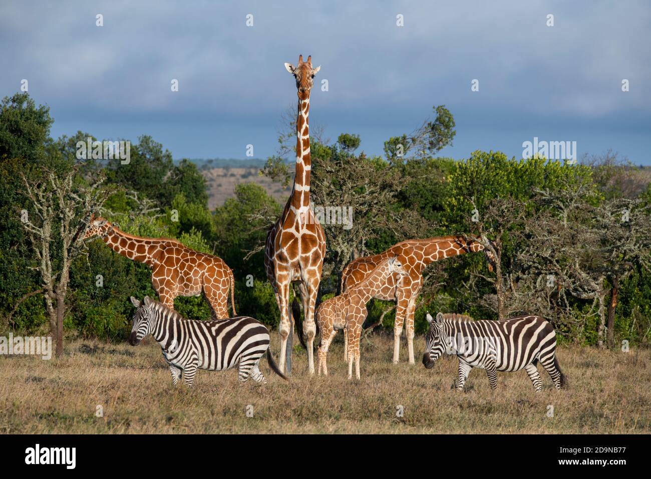 Africa, Kenya, Laikipia Plateau, Northern Frontier District, Ol Pejeta Conservancy. Reticulated giraffes (WILD: Giraffa camelopardalis reticulat) Stock Photo