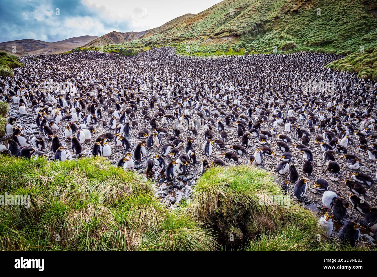 royal-penguin-colony-stock-photo-alamy
