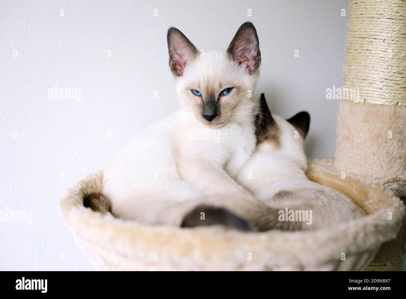 Two 14-week old Siamese kittens sleeping in a cat hammock on a cat tree. Stock Photo