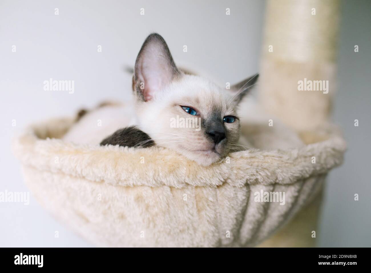 A 14-week old Lilac Point Siamese kitten laying in a cat hammock and looking out Stock Photo
