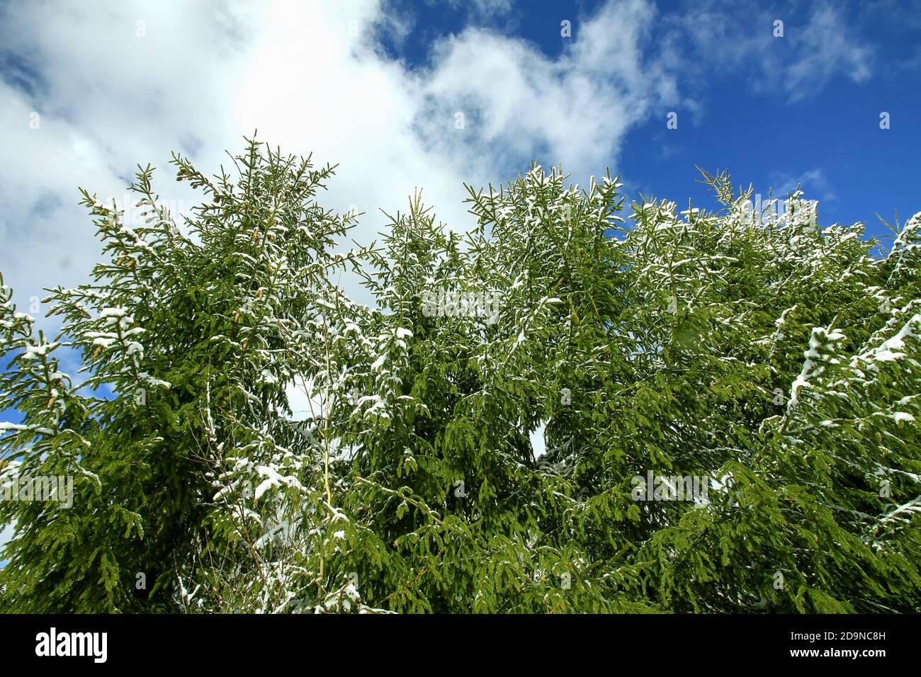 Evergreen fir trees hi-res stock photography and images - Alamy