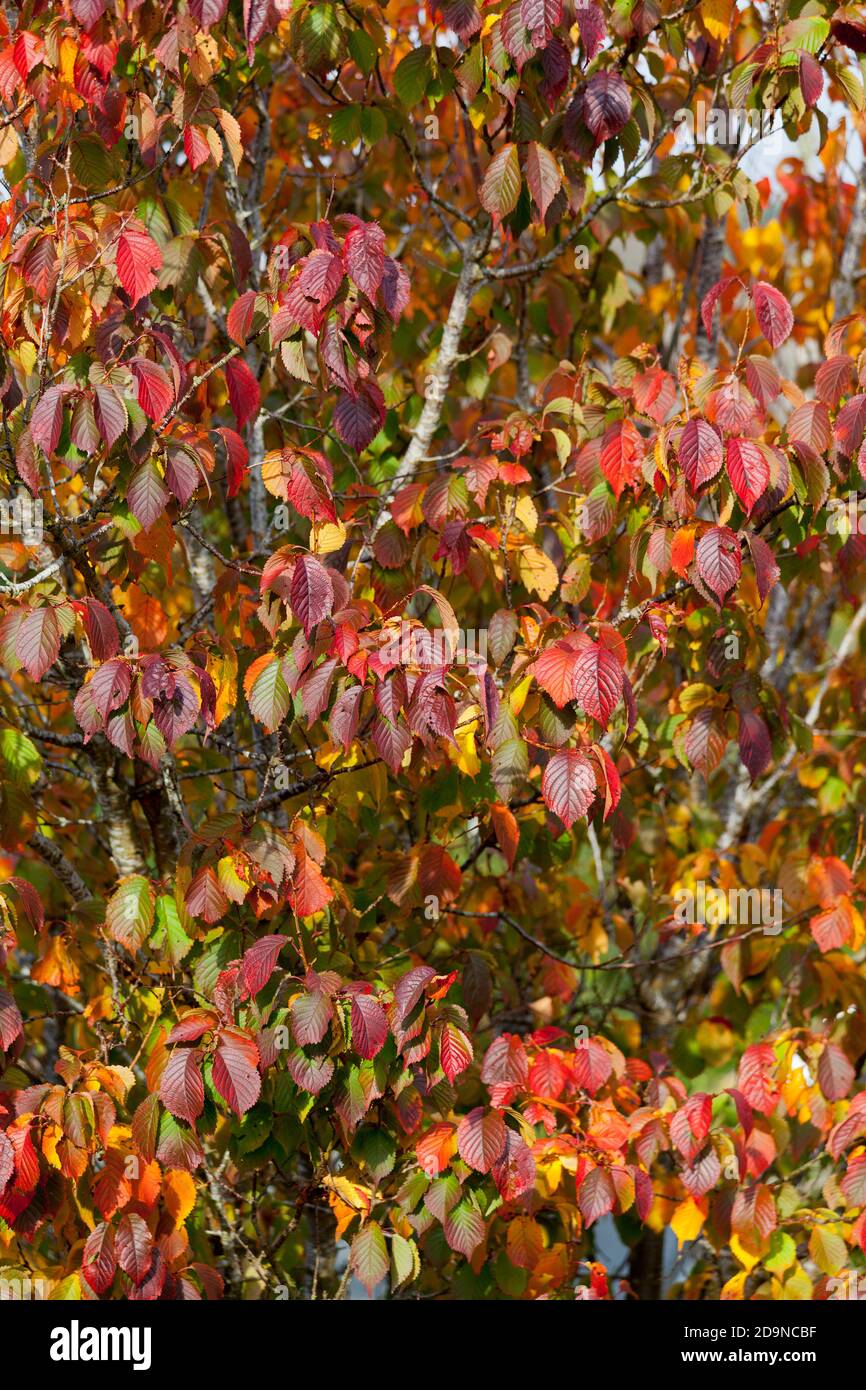 Autumn colours, Prunus tree leaves Autumn colours. Stock Photo