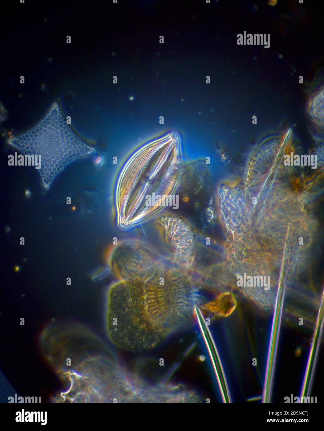 Diatoms from Porto Seguro, Brazil, darkfield photomicrograph Stock Photo