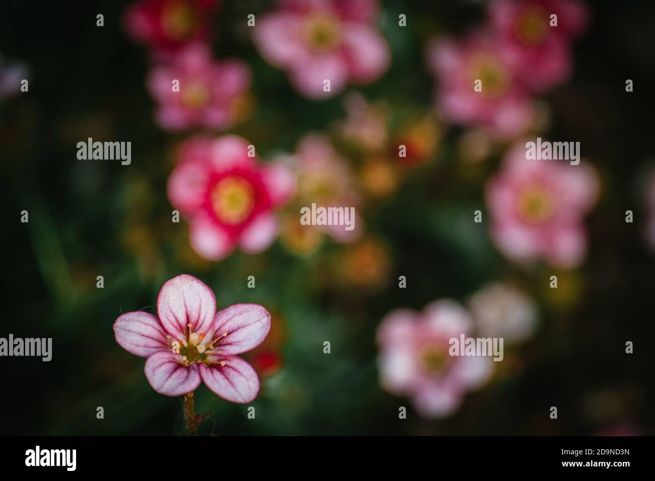 pink flowers in the garden Stock Photo - Alamy