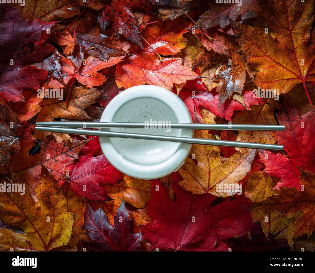 Acer maple leaves with autumn colour multi coloured with white chines bowl and chopsticks on a black background Stock Photo