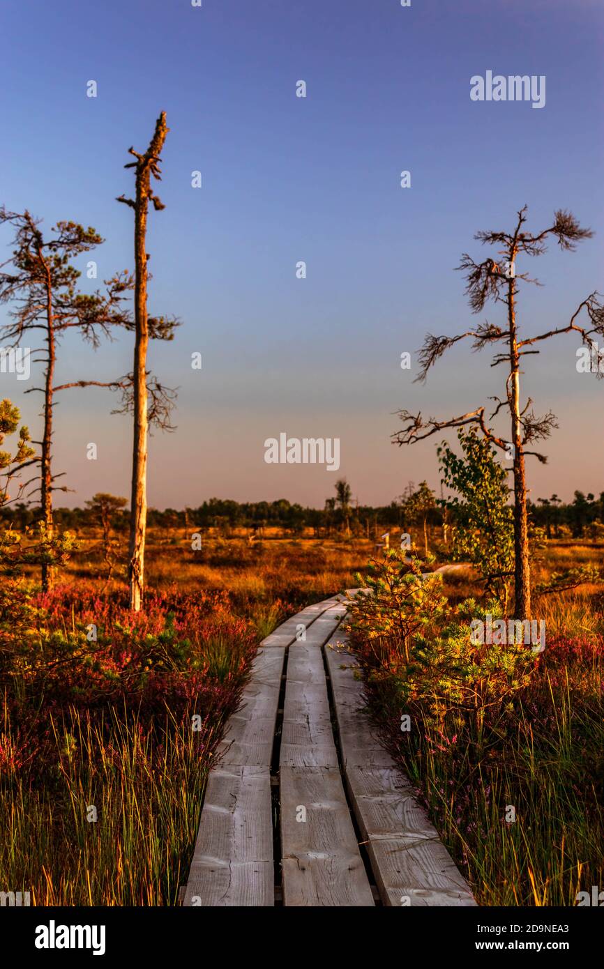 Sunset scenery of swamp with plankway leading through purple heather bushes. Stock Photo