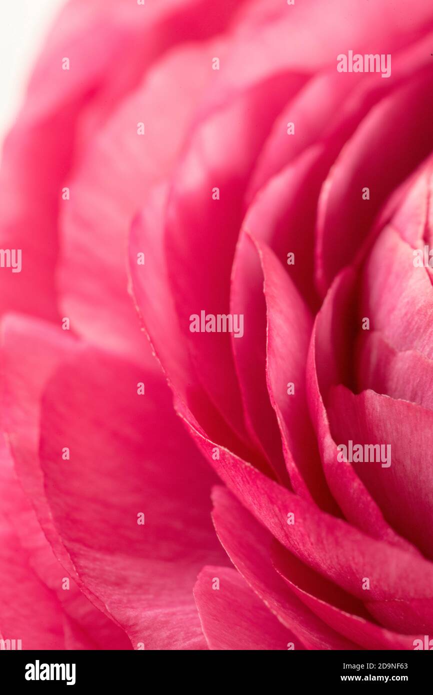 Ranunculus flower in detail Stock Photo Alamy