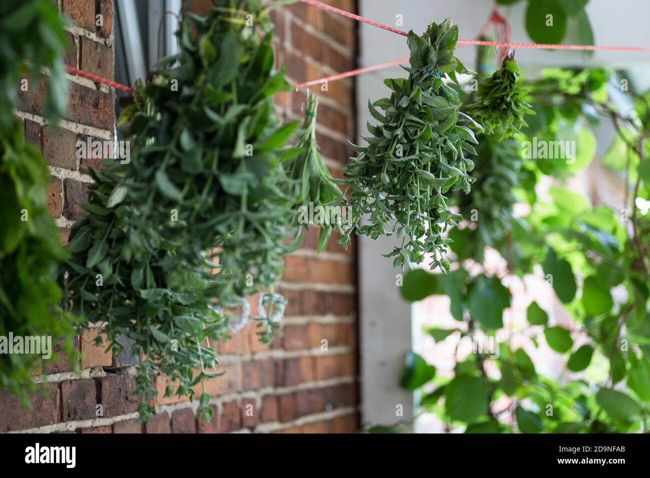 Herbs are stretched on a line and dried in the shade Stock Photo