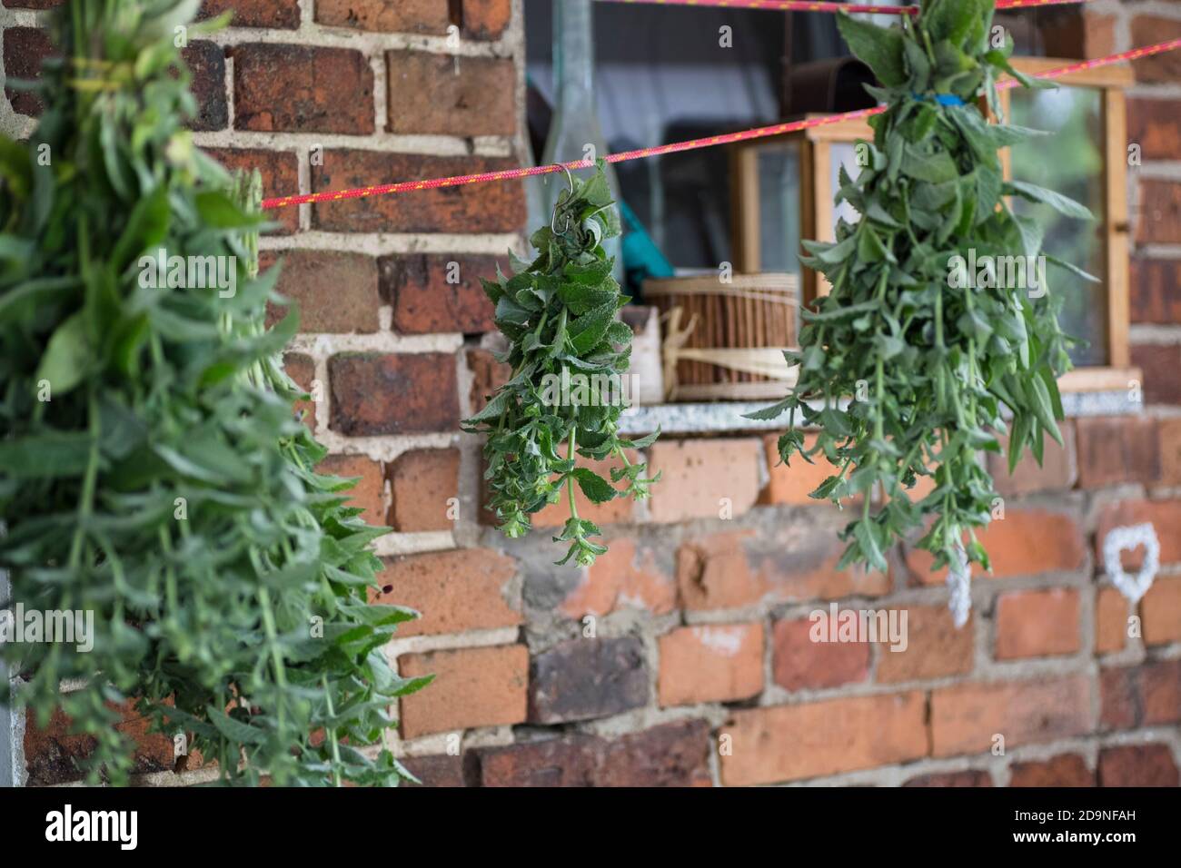 Herbs are stretched on a line and dried in the shade Stock Photo