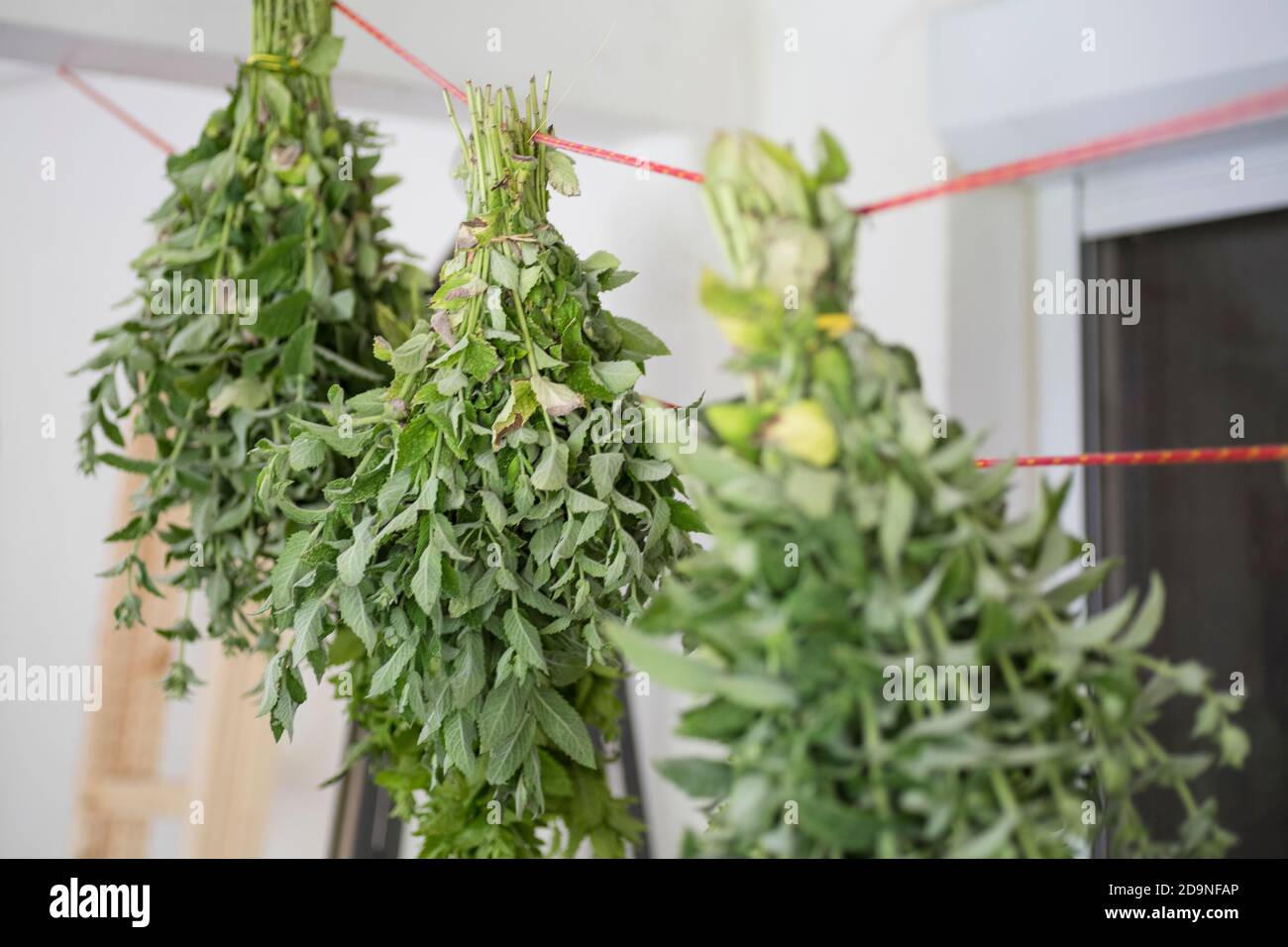 Herbs are stretched on a line and dried in the shade Stock Photo