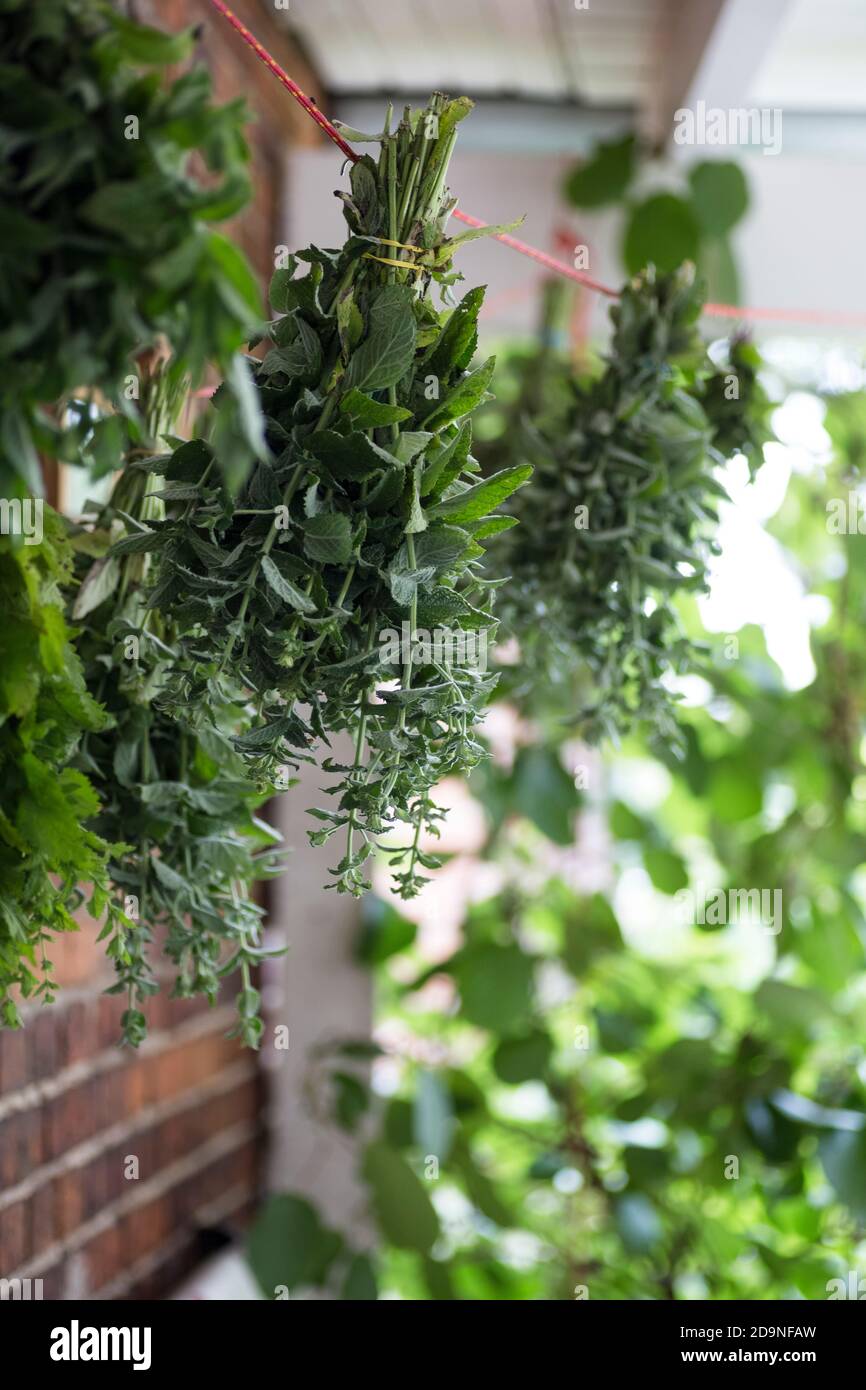Herbs are stretched on a line and dried in the shade Stock Photo