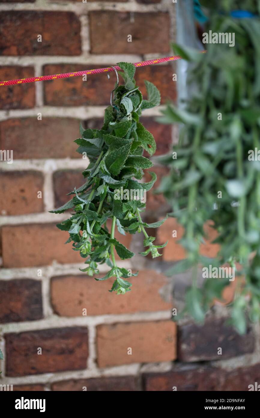 Herbs are stretched on a line and dried in the shade Stock Photo