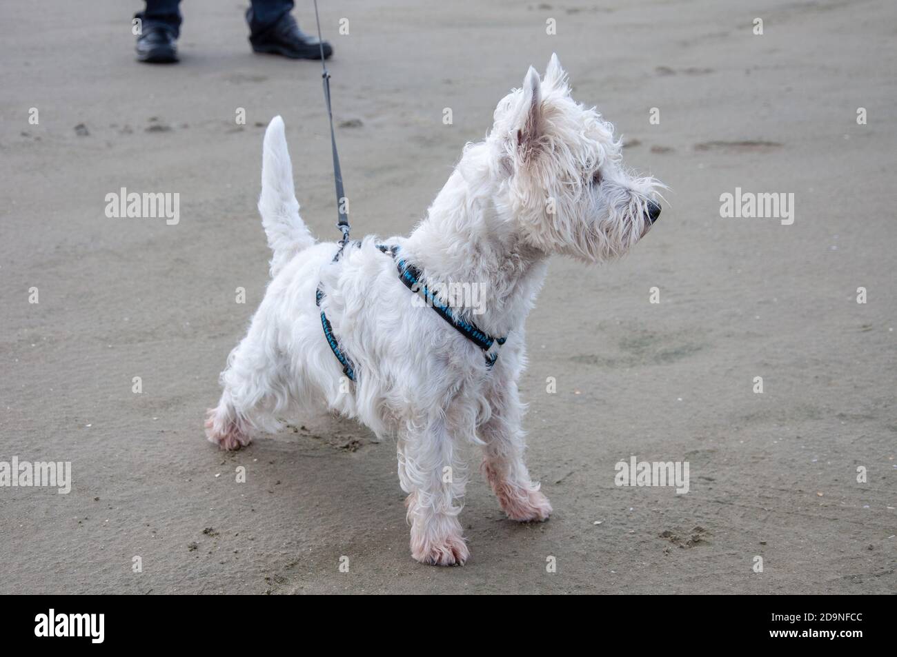 Cute West Highland White Terrier at the beach Stock Photo