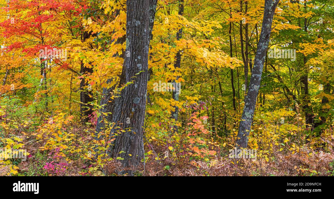 Autumn forest in northern Wisconsin. Stock Photo