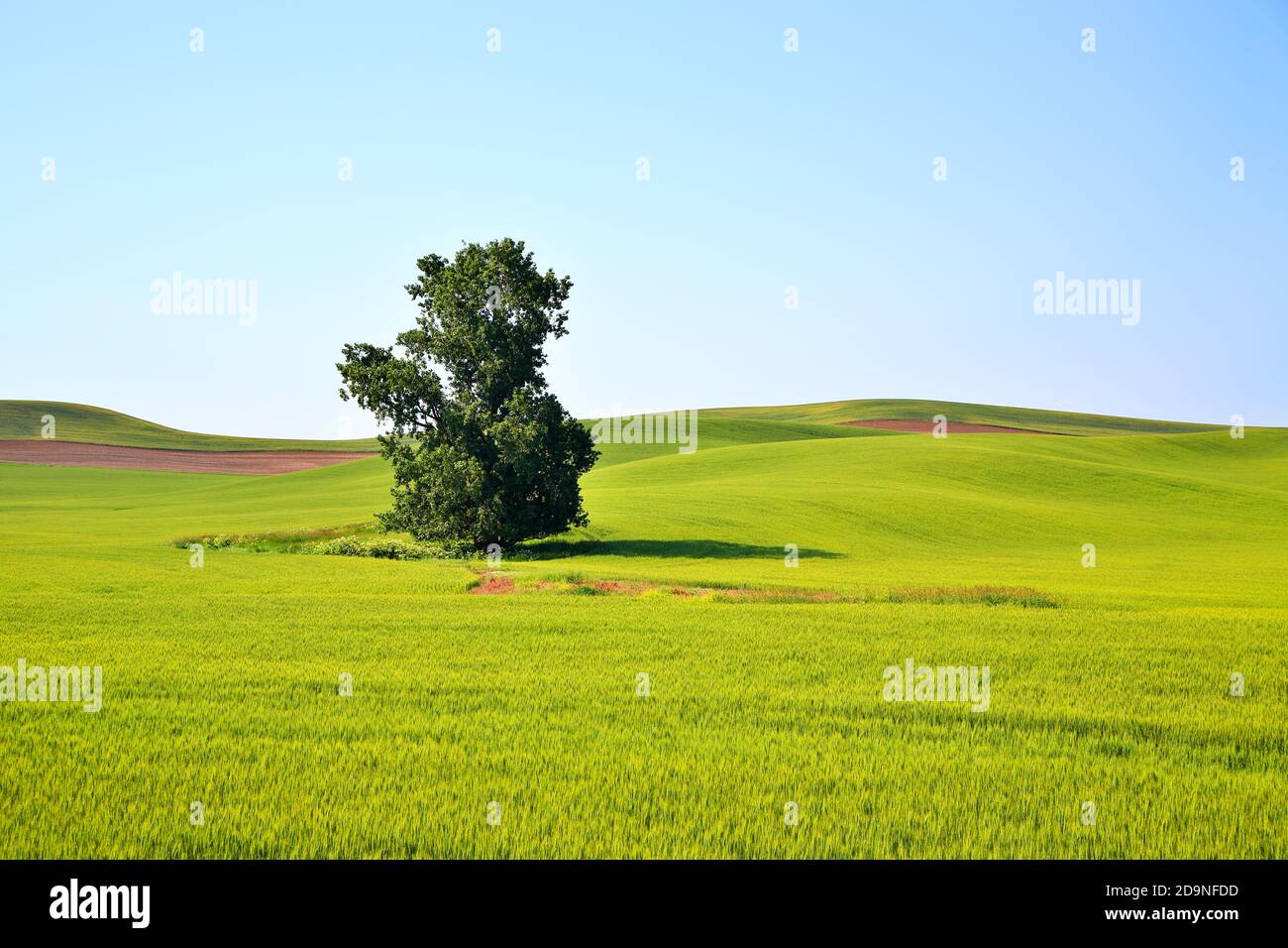 A Lonely Tree Growing in the Green Field Stock Photo