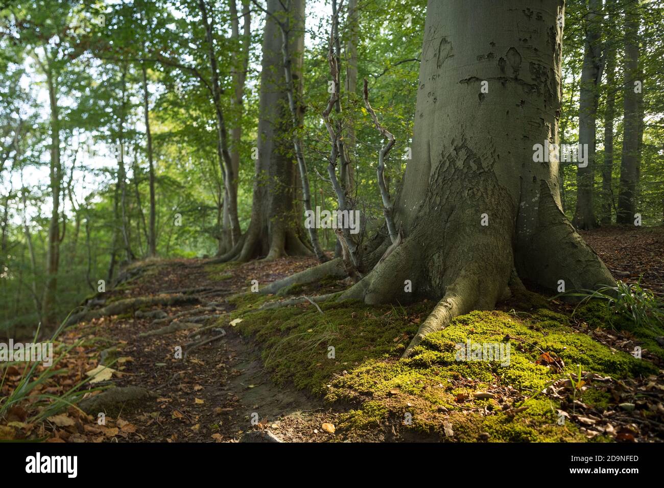 At the trunk of a beech hi-res stock photography and images - Alamy