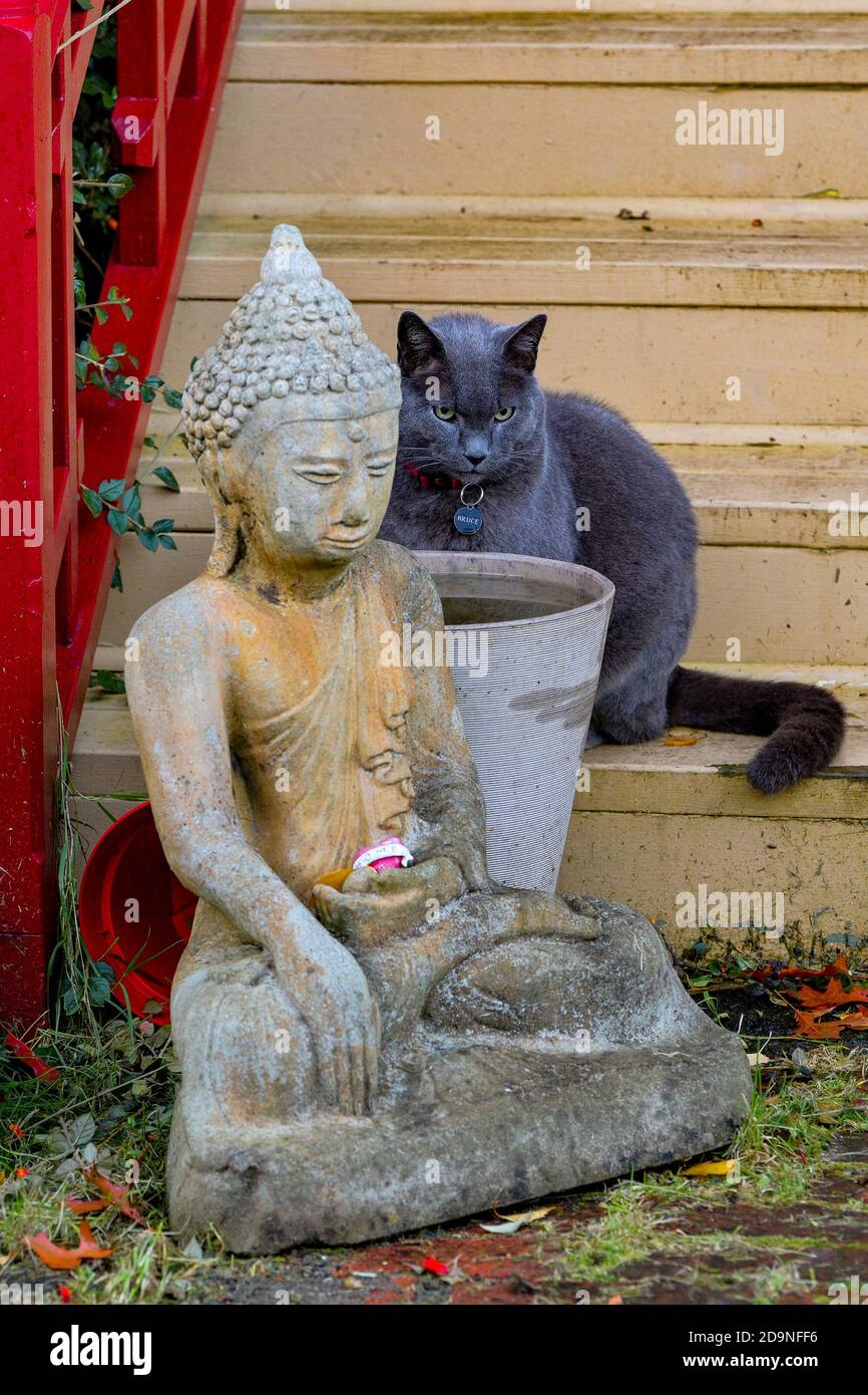 Buddha cat hires stock photography and images Alamy