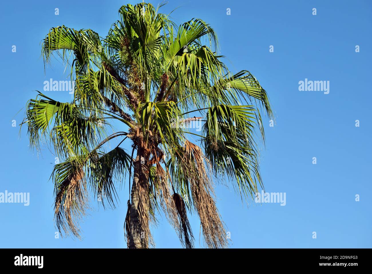 Palm tree with a clear blue sky in Brisbane, Queensland, Australia