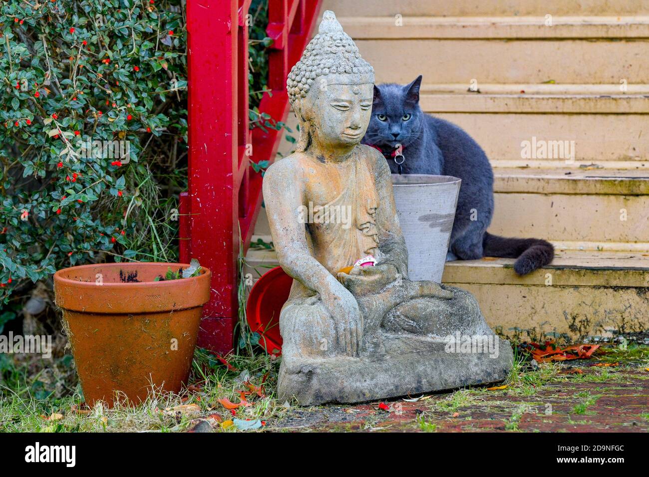 Buddha cat hires stock photography and images Alamy