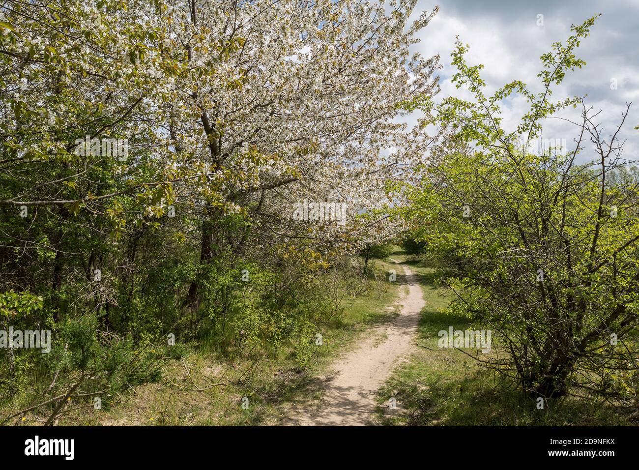 small spring-like hiking trail Stock Photo