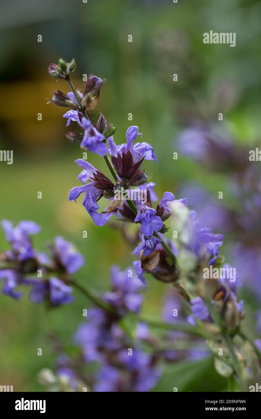 Sage in bloom Stock Photo Alamy