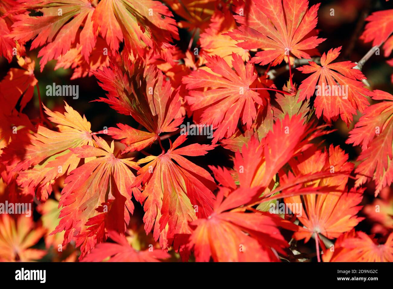 A close up of of a Japanese maple leaves which are turning red in the autumnal sunshine Stock Photo