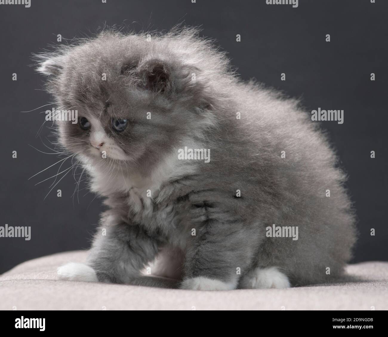 Cute photo of a shy grey and white ragamuffin kitten. Stock Photo