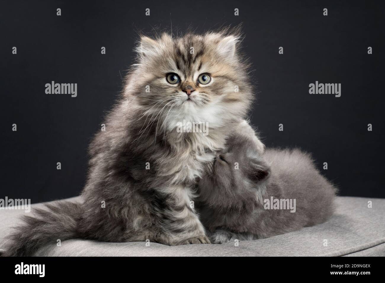 Two fluffy ragamuffin kittens cuddling. Stock Photo