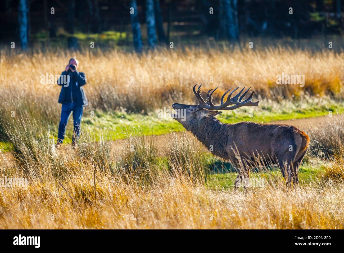 Photographer photographing a red deer (Cervus elaphus) stag roaring early morning in Richmond Park, Richmond, London in the autumn rutting season Stock Photo