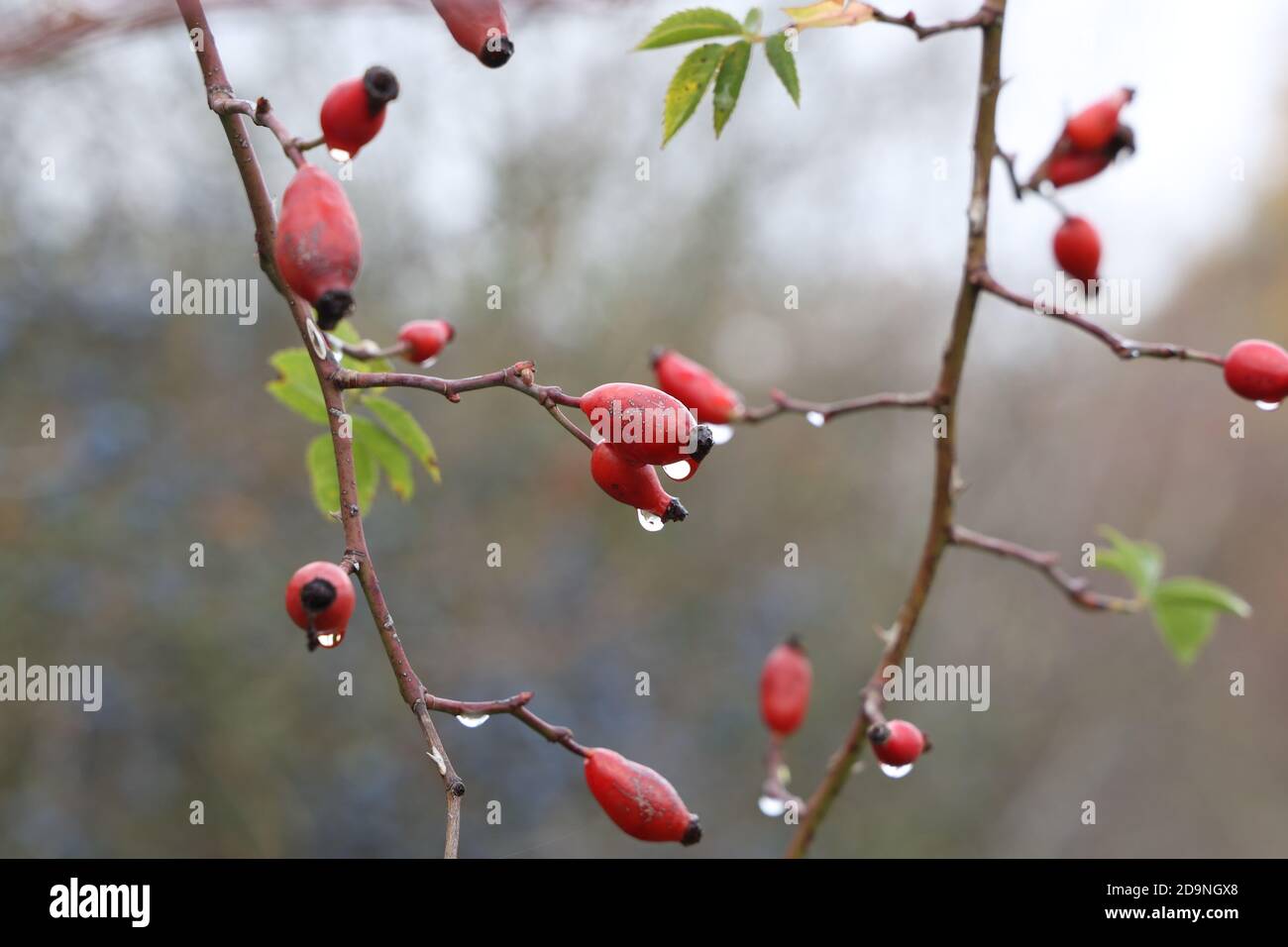 Rose hips growing tree close up hi-res stock photography and images - Alamy