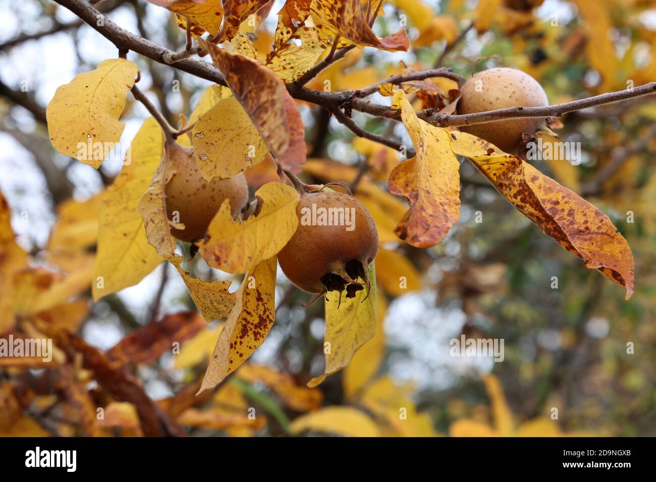 Mespilus Close up of a fruit of Mespilus germanica, also named common medlar on ...
