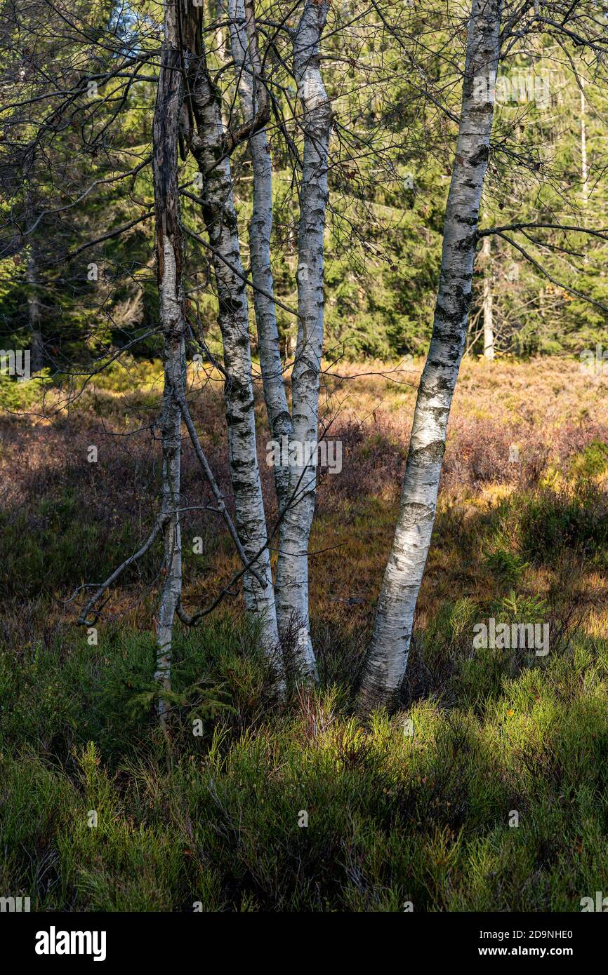 Trees in black forest hi-res stock photography and images - Alamy