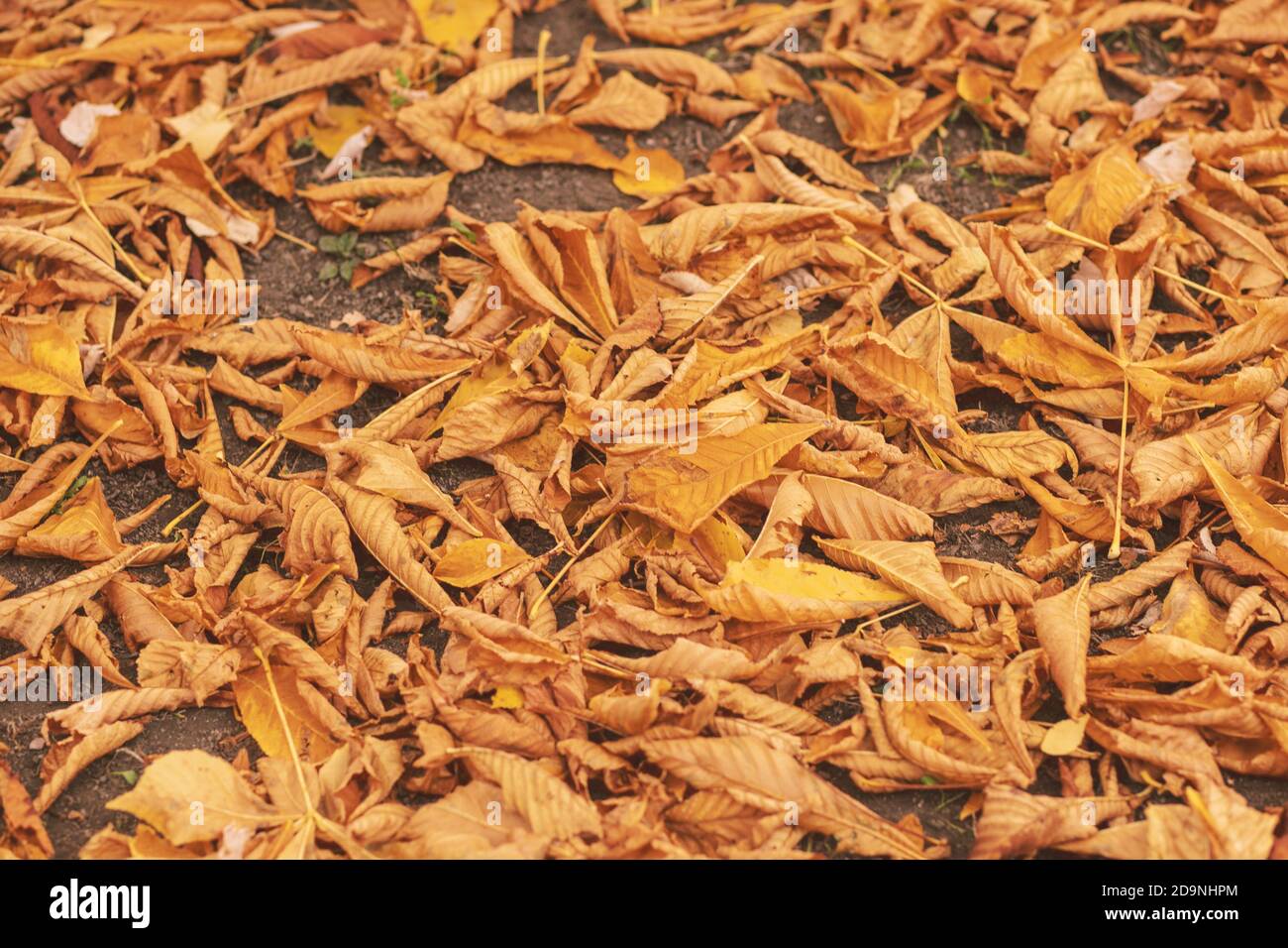 Closeup shot of fallen autumn leaves on the ground Stock Photo - Alamy