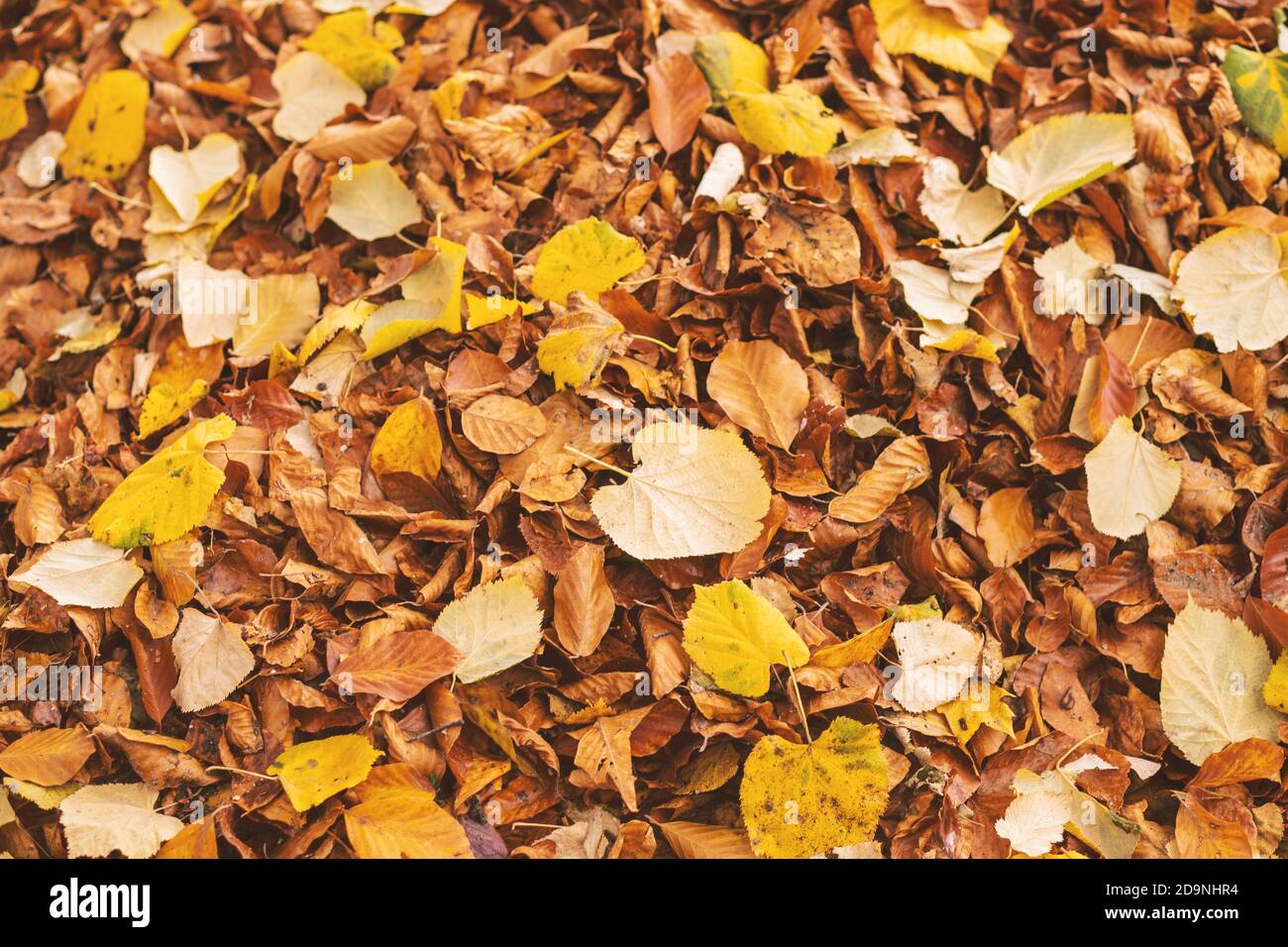 Closeup shot of fallen autumn leaves on the ground Stock Photo - Alamy