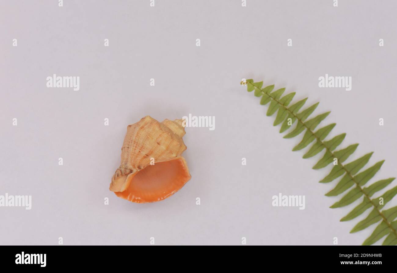 Fern and shell with stone Stock Photo